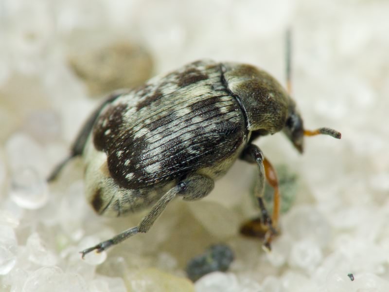 Bruchus affinis Frölich, 1799